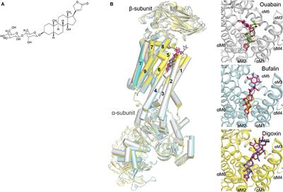 Cardiac Glycoside Glucoevatromonoside Induces Cancer Type-Specific Cell Death